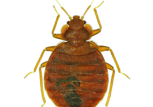 Bed Bug Exterminators Bronx NY