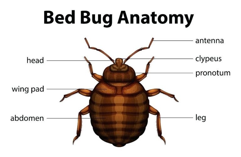 Bed Bugs Exterminators Manhattan NY NYC