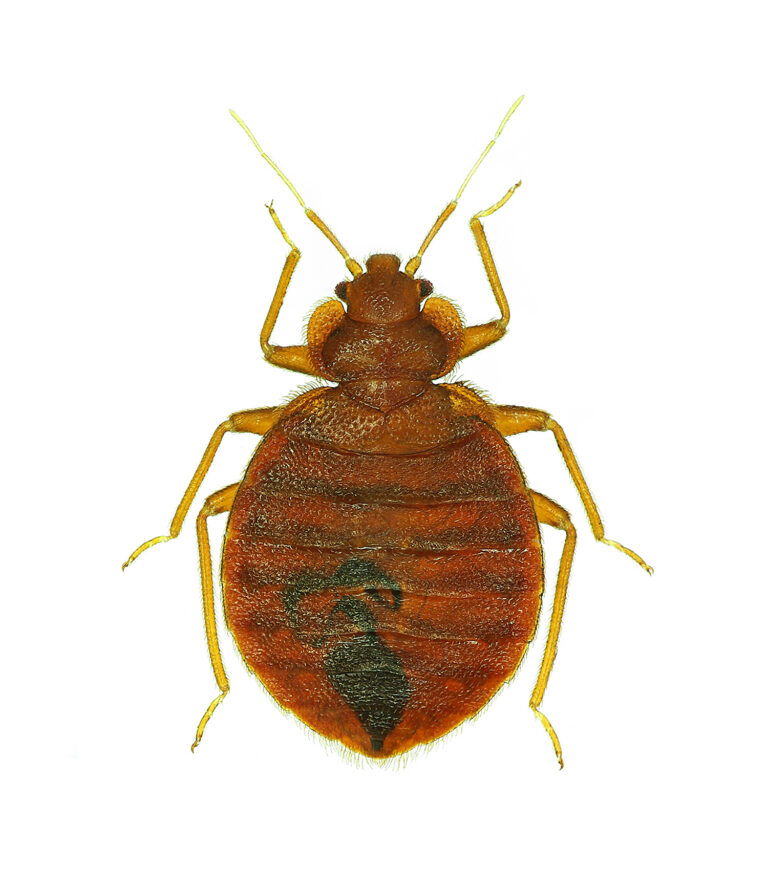 Bed Bugs Exterminators New Jersey