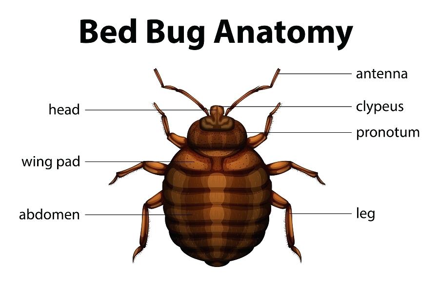 Bed Bug Exterminators Queens NY